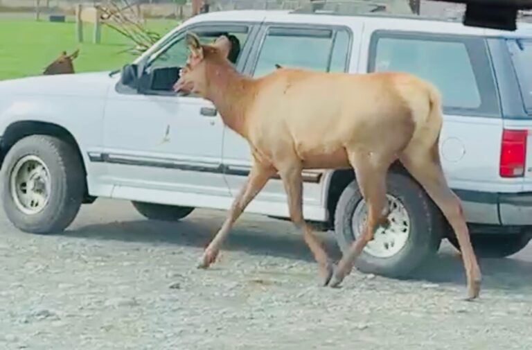 Tour of Seattle 2 Scenic Seattle waterfront views capturing the essence of sustainable Pacific Northwest travel during an eco-friendly road trip adventure