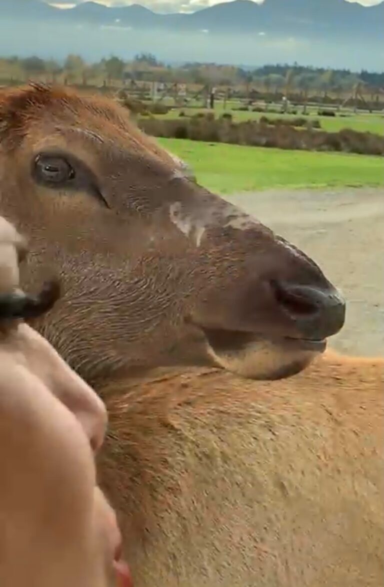 Tour of Seattle 1 Vibrant Pike Place Market scene in Seattle showcasing sustainable travel photography during eco-friendly Pacific Northwest road trip adventure