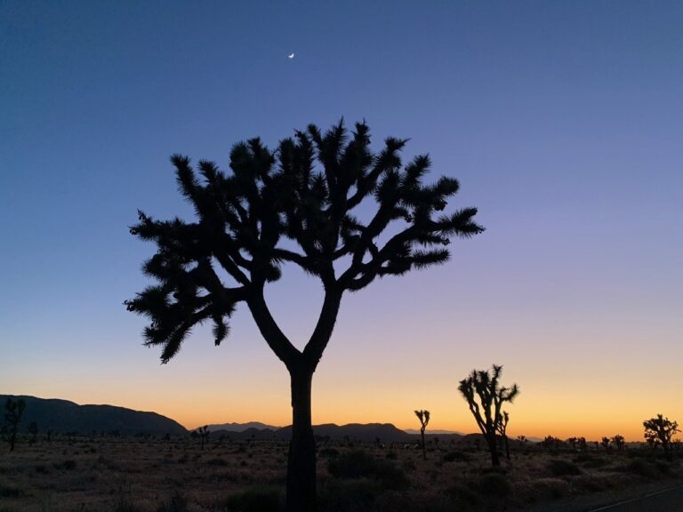 Joshua Tree Adventure Day Trip 4