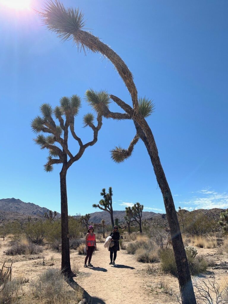 Joshua Tree Adventure Day Trip 7